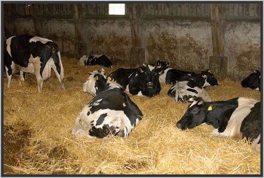 tiefstreustallholsteinfriesian36.jpg