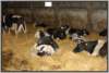tiefstreustallholsteinfriesian36_small.jpg