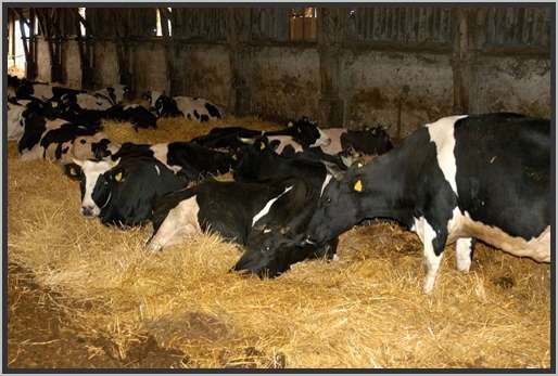 tiefstreustallholsteinfriesian38.jpg