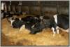 tiefstreustallholsteinfriesian38_small.jpg