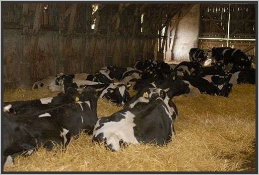tiefstreustallholsteinfriesian45.jpg