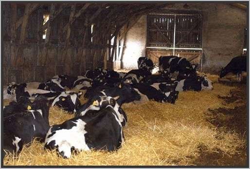 tiefstreustallholsteinfriesian46.jpg