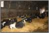 tiefstreustallholsteinfriesian47_small.jpg