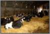 tiefstreustallholsteinfriesian48_small.jpg