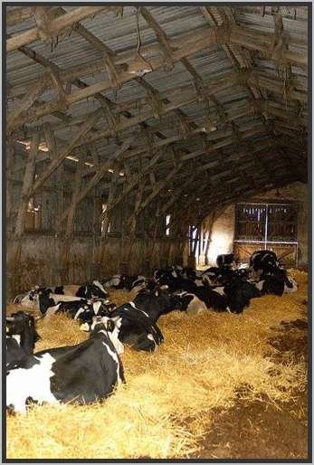 tiefstreustallholsteinfriesian50.jpg
