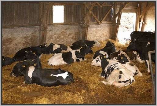 tiefstreustallholsteinfriesian56.jpg