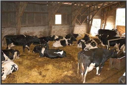 tiefstreustallholsteinfriesian57.jpg