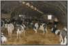 tiefstreustallholsteinfriesian5_small.jpg