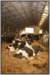 tiefstreustallholsteinfriesian70_small.jpg