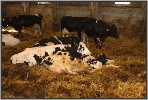 tiefstreustallholsteinfriesian82.jpg
