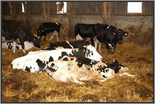 tiefstreustallholsteinfriesian84.jpg
