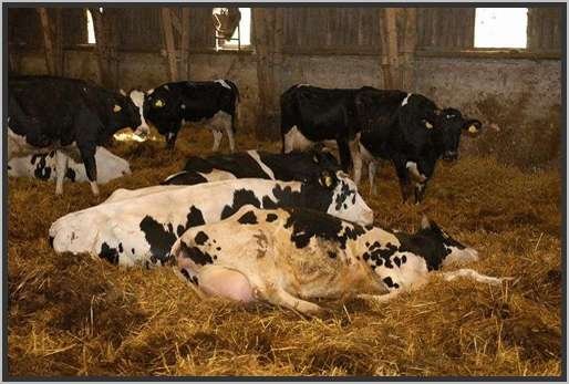 tiefstreustallholsteinfriesian86.jpg