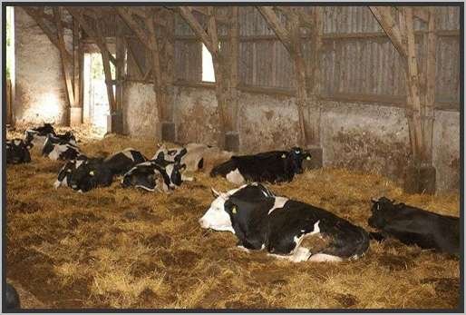 tiefstreustallholsteinfriesian89.jpg