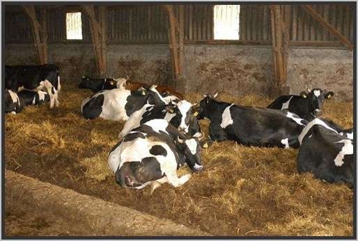 tiefstreustallholsteinfriesian9.jpg