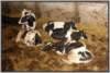 tiefstreustallholsteinfriesian90_small.jpg