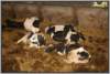 tiefstreustallholsteinfriesian91_small.jpg