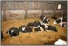 tiefstreustallholsteinfriesian92_small.jpg