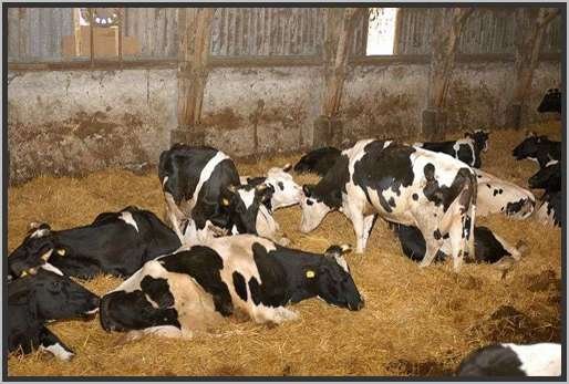 tiefstreustallholsteinfriesian94.jpg