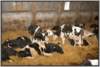 tiefstreustallholsteinfriesian94_small.jpg