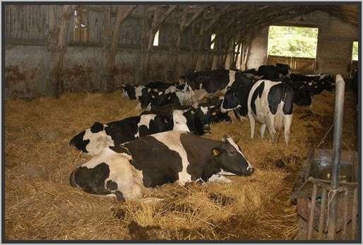 tiefstreustallholsteinfriesian96.jpg