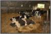 tiefstreustallholsteinfriesian96_small.jpg