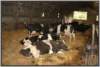 tiefstreustallholsteinfriesian97_small.jpg