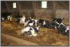 tiefstreustallholsteinfriesian9_small.jpg