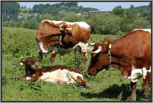 mutterkuhherdeganztgigeweidehaltungwhrenddervegetationsperiodepinzgauer20.jpg