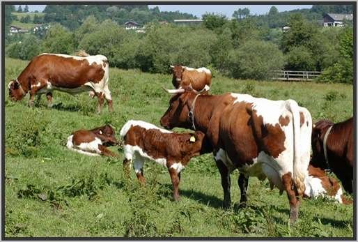 mutterkuhherdeganztgigeweidehaltungwhrenddervegetationsperiodepinzgauer30.jpg