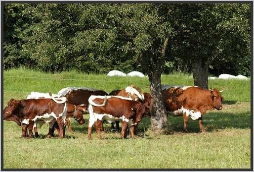 mutterkuhherdeganztgigeweidehaltungwhrenddervegetationsperiodeweidestrukturbeschattungpinzgauer.jpg