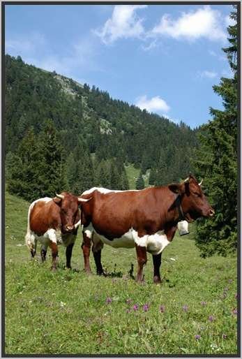 pinzgauerkhe7.jpg