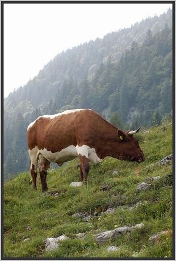 pinzgauerkuh15.jpg