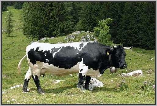 schwarzepinzgauerkuhwolga3.jpg