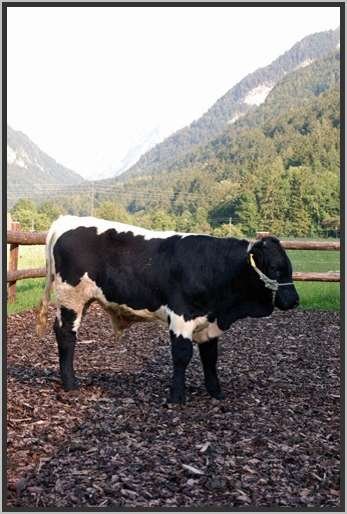schwarzepinzgauerstierkalb3.jpg