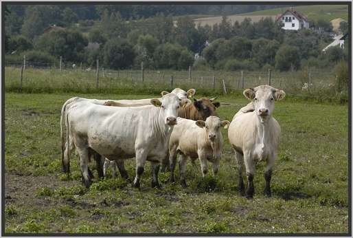 waldviertlerblondviehmutterkuhhaltungweide.jpg