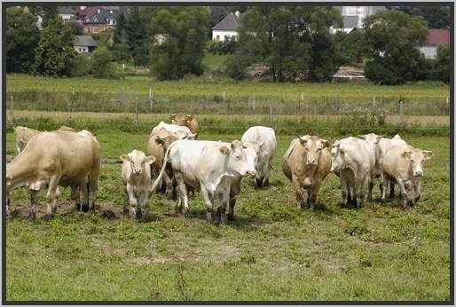 waldviertlerblondviehmutterkuhhaltungweide10.jpg