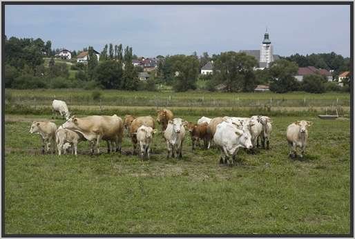 waldviertlerblondviehmutterkuhhaltungweide12.jpg