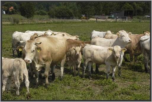 waldviertlerblondviehmutterkuhhaltungweide13.jpg