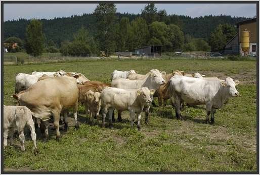 waldviertlerblondviehmutterkuhhaltungweide14.jpg