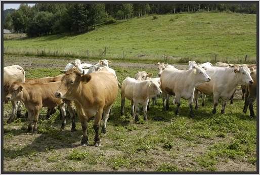 waldviertlerblondviehmutterkuhhaltungweide15.jpg