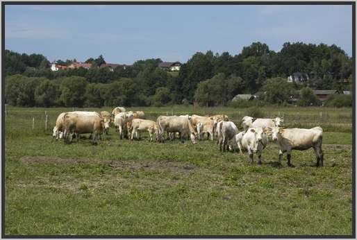 waldviertlerblondviehmutterkuhhaltungweide16.jpg