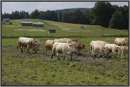 waldviertlerblondviehmutterkuhhaltungweide17.jpg