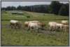 waldviertlerblondviehmutterkuhhaltungweide17_small.jpg