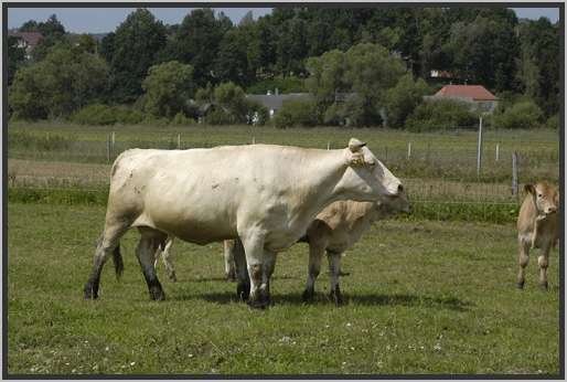 waldviertlerblondviehmutterkuhhaltungweide18.jpg