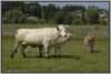 waldviertlerblondviehmutterkuhhaltungweide19_small.jpg