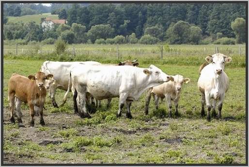 waldviertlerblondviehmutterkuhhaltungweide2.jpg