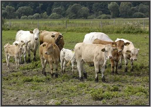 waldviertlerblondviehmutterkuhhaltungweide3.jpg