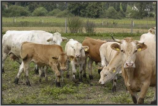 waldviertlerblondviehmutterkuhhaltungweide4.jpg