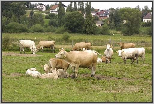 waldviertlerblondviehmutterkuhhaltungweide7.jpg