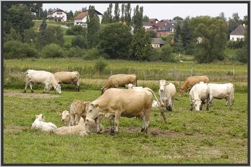 waldviertlerblondviehmutterkuhhaltungweide8.jpg